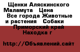 Щенки Аляскинского Маламута › Цена ­ 10 000 - Все города Животные и растения » Собаки   . Приморский край,Находка г.
